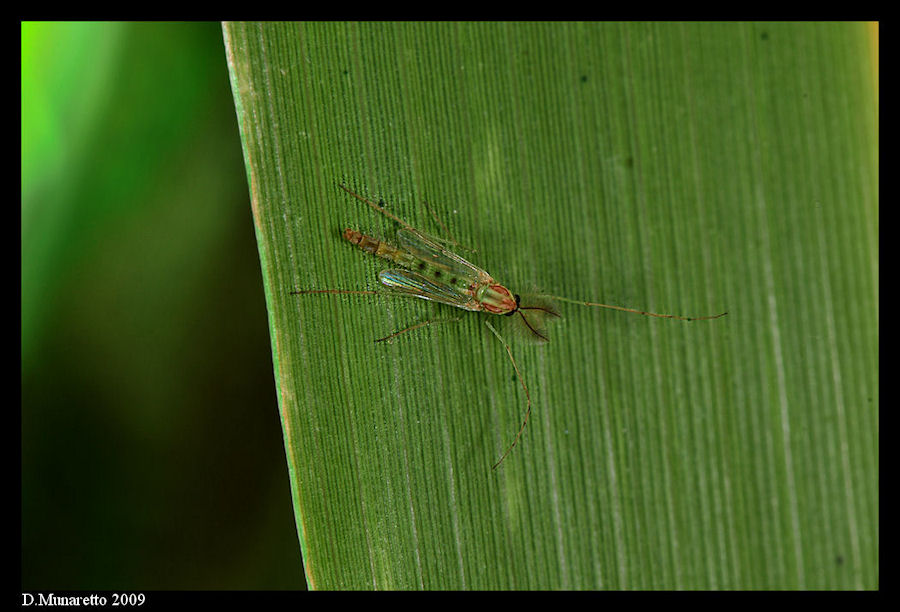 Chironomidi